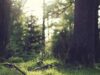 Nachhaltigkeit Wald